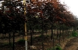 Crimson King Maple 50 mm
